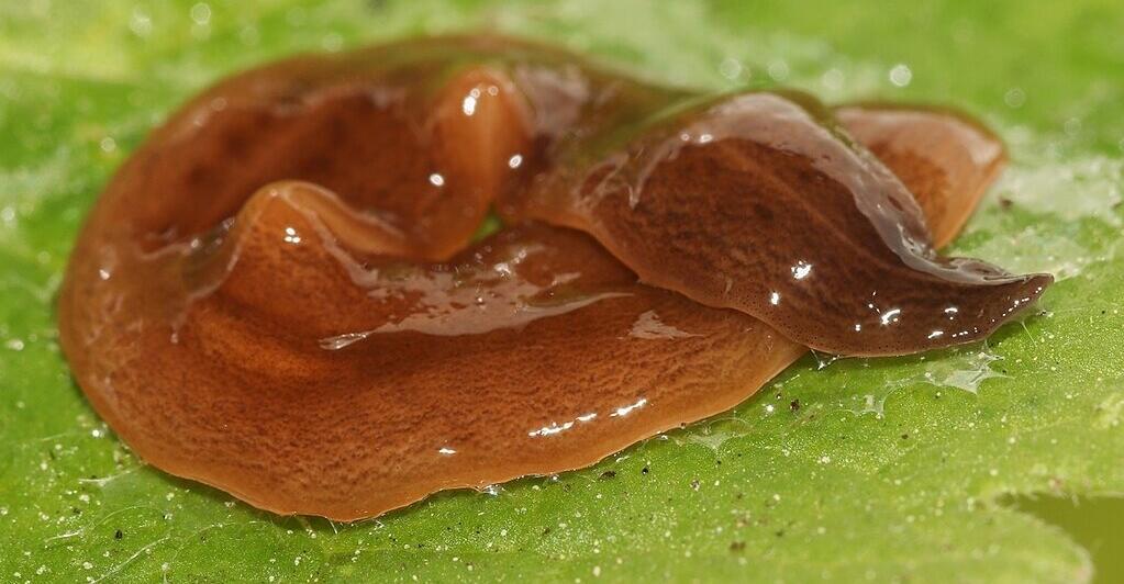 Exotischer-Regenwurm-R-uber-erstmals-in-sterreich-nachgewiesen