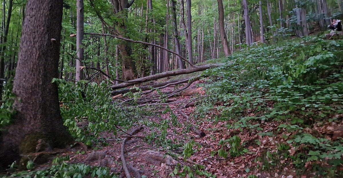 B-ume-umgest-rzt-Wanderweg-auf-den-Gr-nberg-beh-rdlich-gesperrt