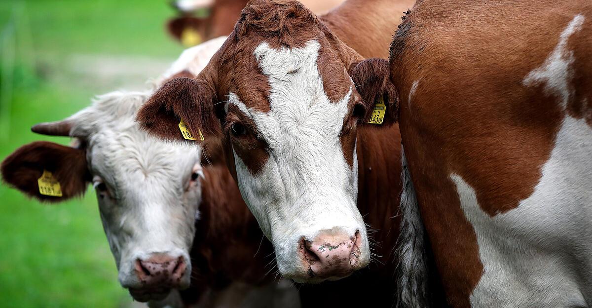 Record drought hits Upper Austria's farmers hard: Now even cows have ...