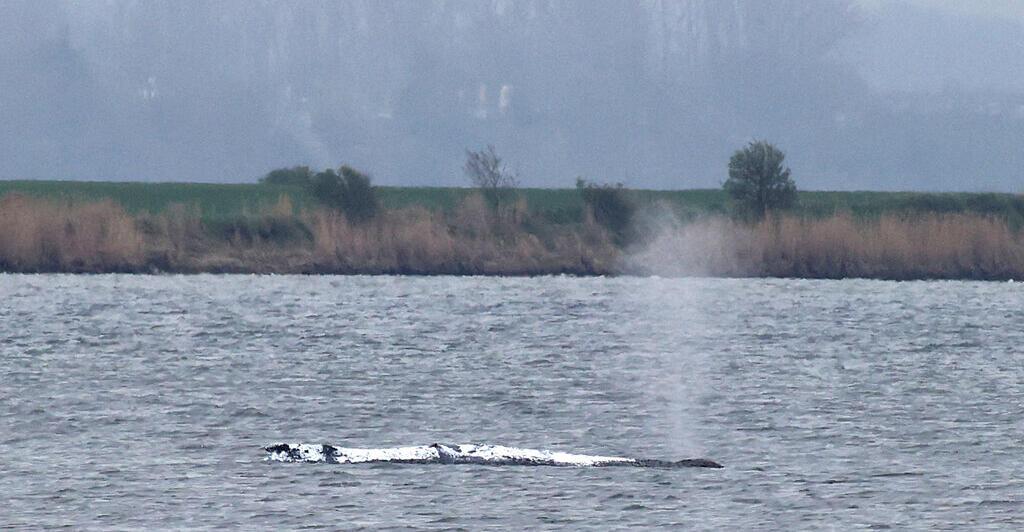 Er schwimmt, er schwimmt nicht: Drama um Buckelwal Timmy geht weiter
