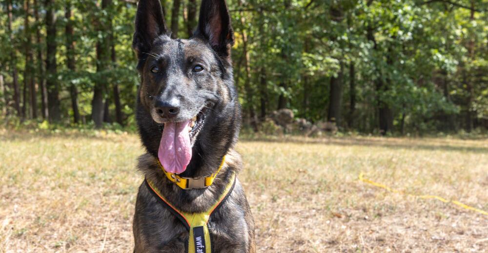 Spürnase: Hund „Finn“ soll Giftköder und tödliche Fallen finden