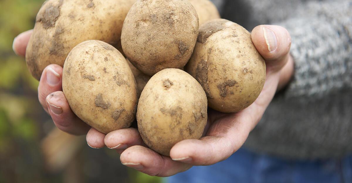 Bauernobmann-klagt-Wirtschaftlicher-w-re-es-die-Erd-pfel-gleich-im-Boden-zu-lassen-