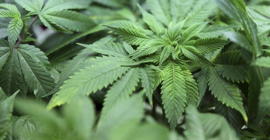 Lkw-Lenker-in-Suben-auf-Drogen-Auch-Freund-beim-Abholen-bekifft