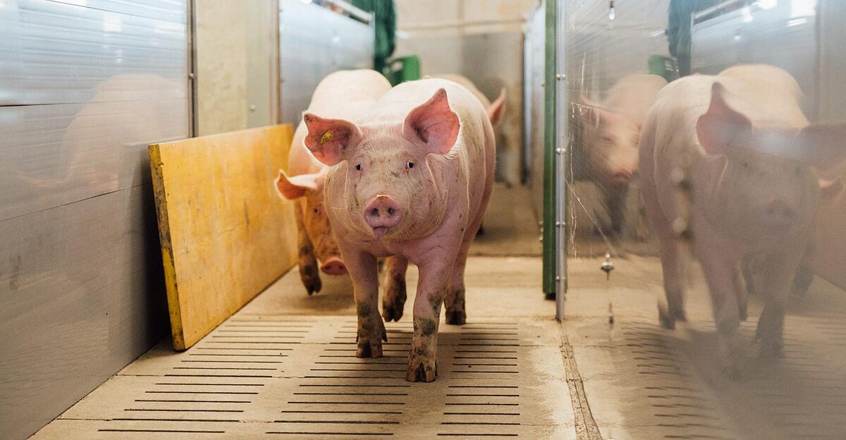 preisschub-schweinebauern-hoffen-auf-fu-ball-wm-und-grillsaison