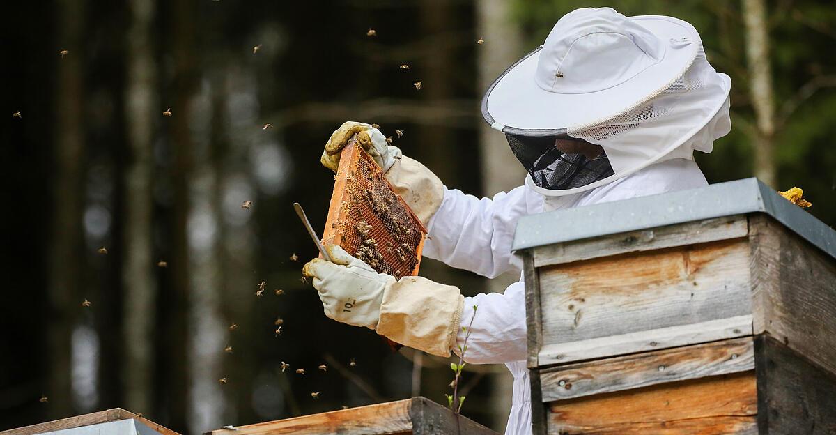 L’Inde veut utiliser des « abeilles guerrières » contre les contrebandiers