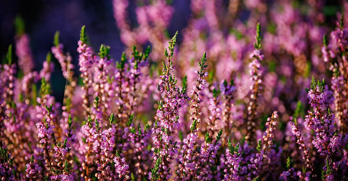 Das-sind-die-floralen-Gedenktrends-zu-Allerheiligen-2025
