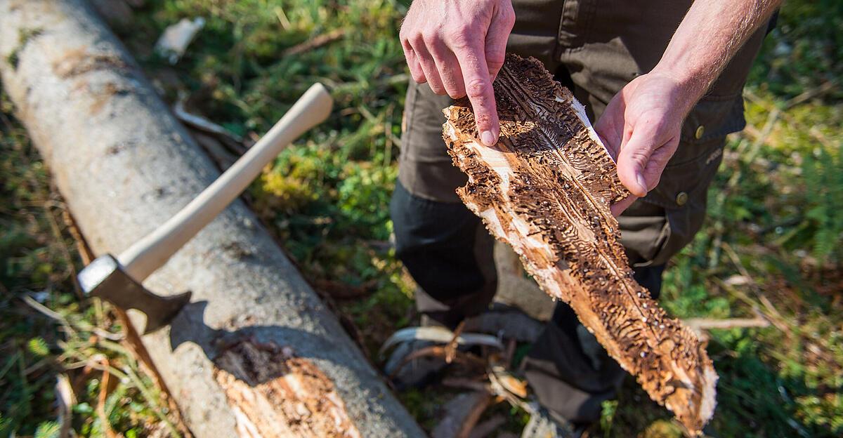 Borkenkäfer ist schon wieder im Anflug: Immer weniger Geld für befallenes Holz | Nachrichten.at