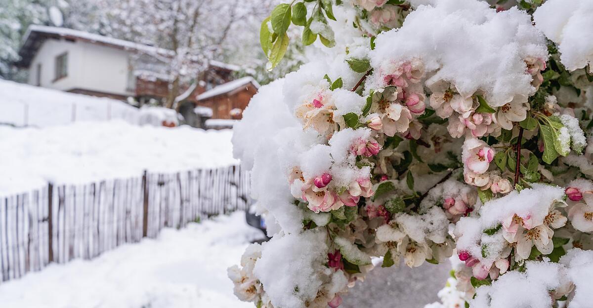 Eisheilige-2026-Wie-gro-ist-die-Frostgefahr-im-Mai-wirklich-