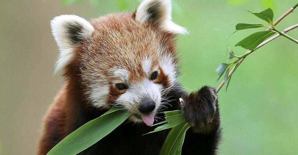 rote-pandas-aus-schweizer-zoo-entlaufen