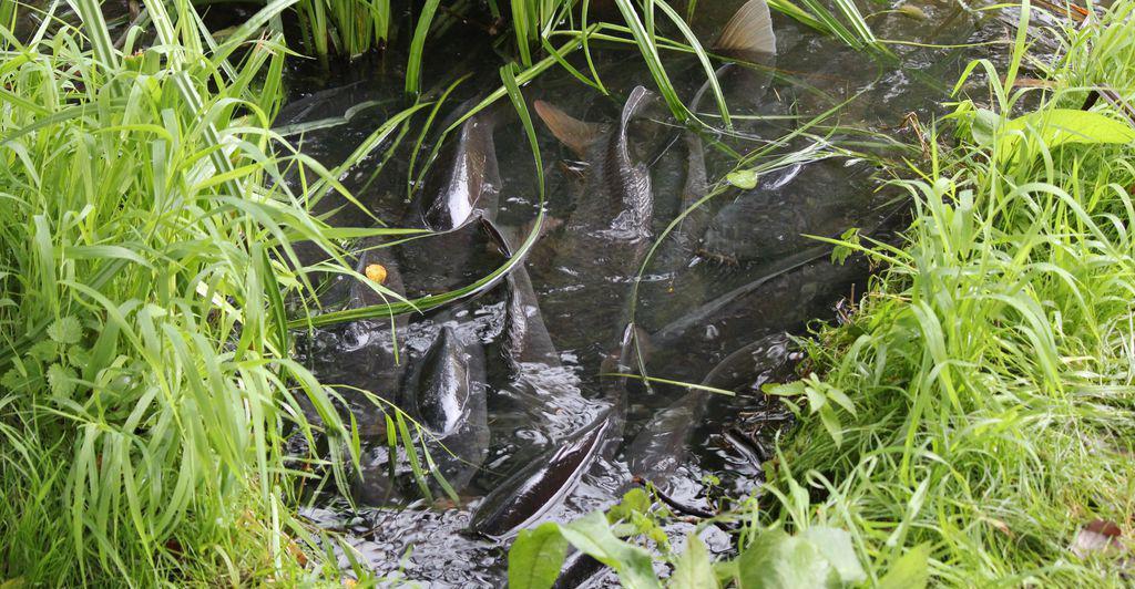 Sauerstoffmangel im Wasser Fischsterben im Poeschlteich Nachrichten.at