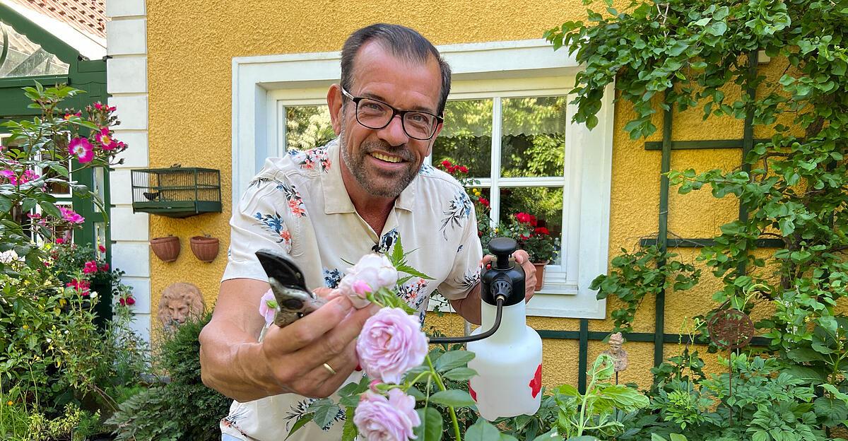 Karl-Plobergers-Tipps-f-r-die-sch-nsten-Rosen-aller-Zeiten