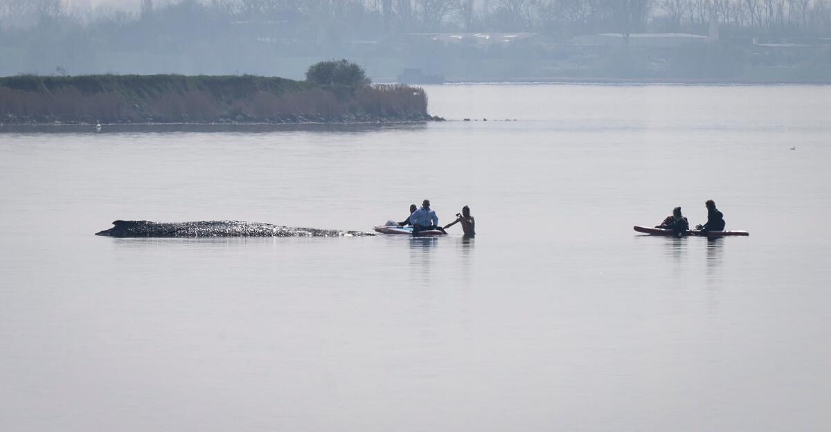 buckelwal-timmy-in-ostsee-rettungsversuch-im-livestream