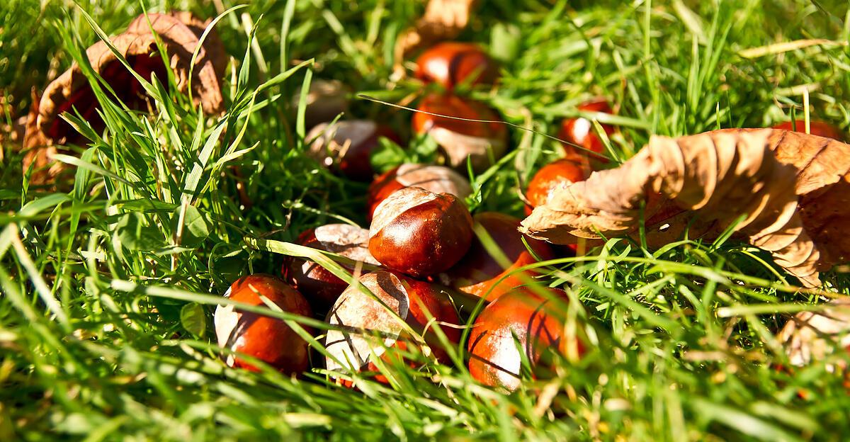 Das-ist-jetzt-im-Garten-zu-tun