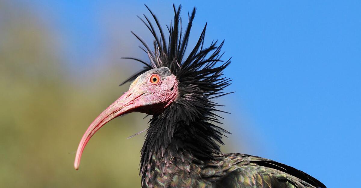 Fliegender-Golfball-hat-in-Hallein-Rif-erstmals-einen-Waldrapp-get-tet