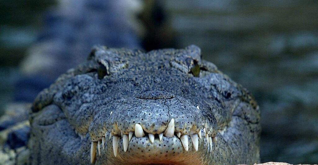 Un jeune de 12 ans disparu retrouvé mort après une attaque de crocodile