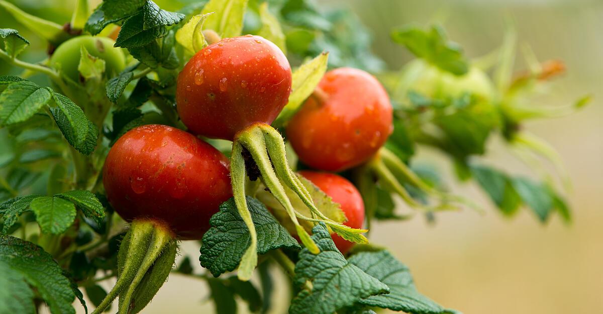 Hagebutten-Kleine-Wildfr-chte-mit-Superkr-ften