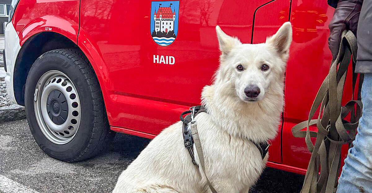 Ried-in-der-Riedmark-Entlaufener-Hund-Nelly-mit-Drohne-gerettet