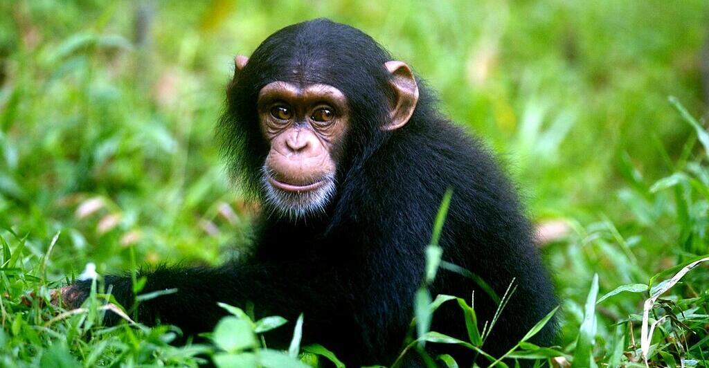 Als-Genie-bekannte-Schimpansin-Ai-mit-49-Jahren-in-Japan-gestorben