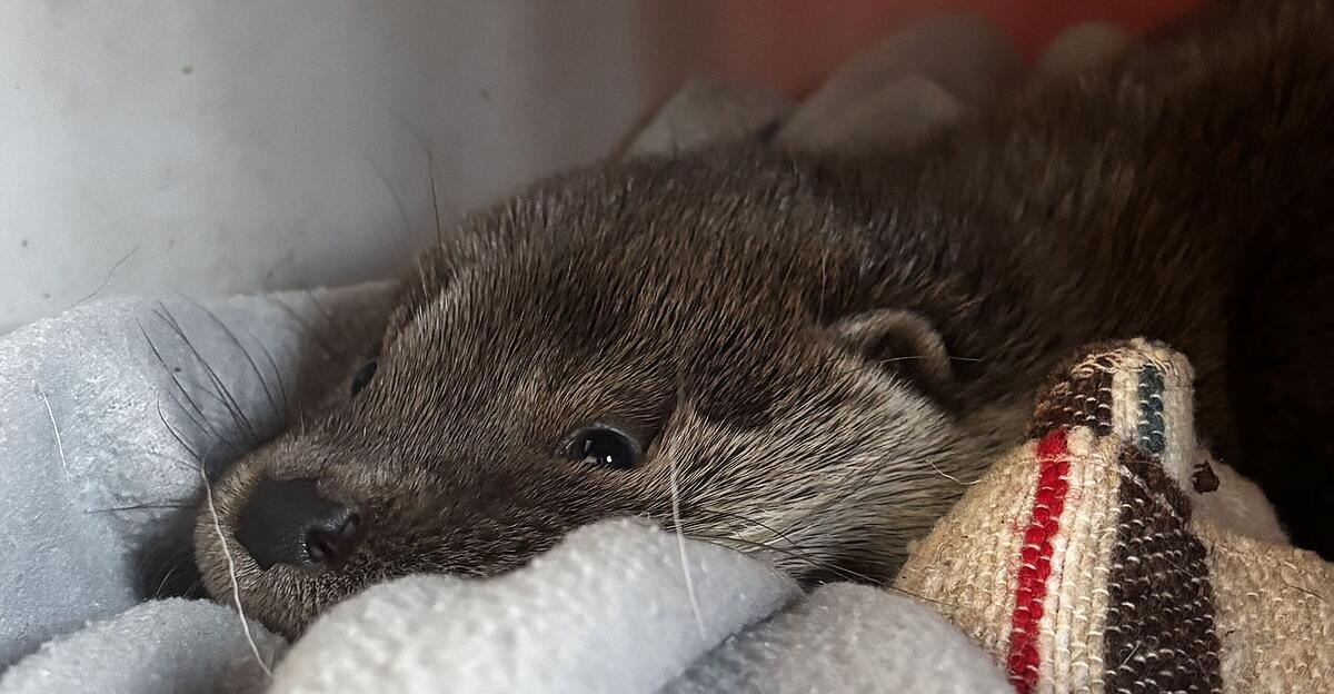 Verletztes-Fischotterbaby-suchte-bei-Nieder-sterreicherin-Schutz