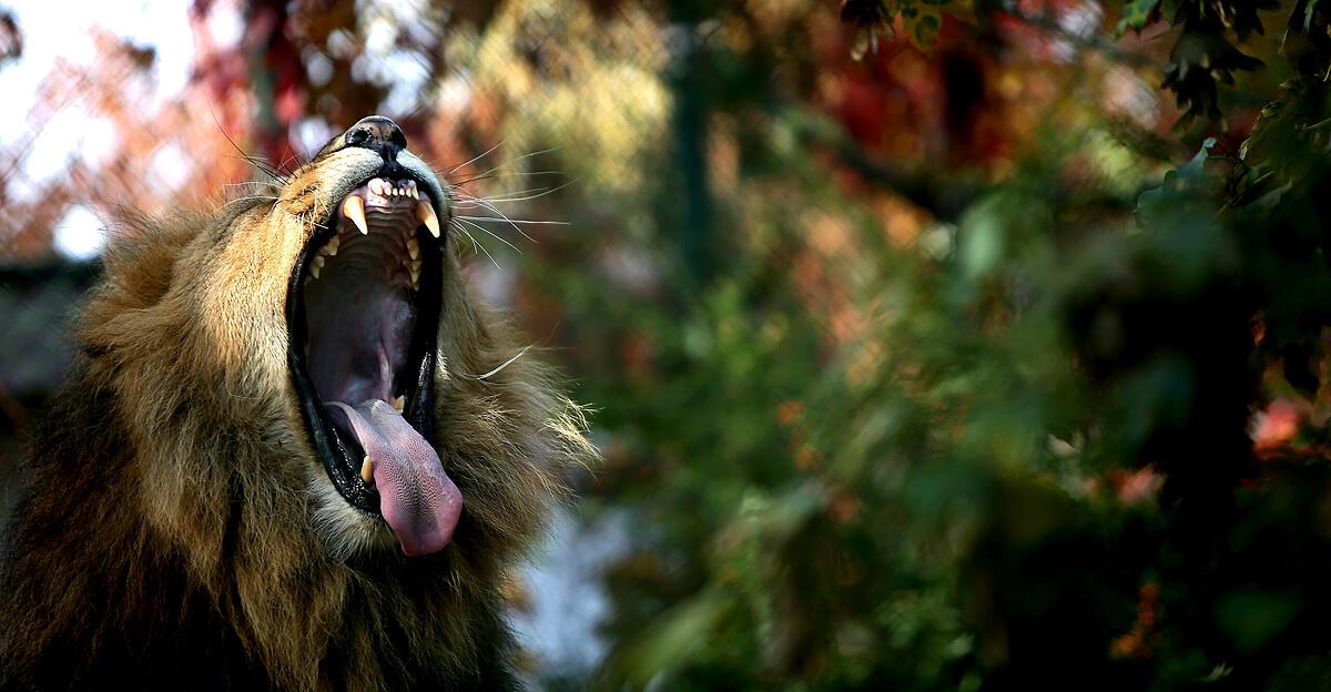 was-braucht-es-um-mutig-zu-sein