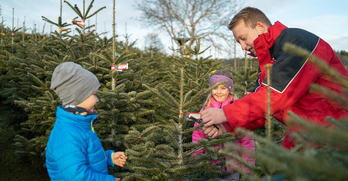 Christbaumpreise-Unterschiede-von-bis-zu-183-Prozent-in-Ober-sterreich