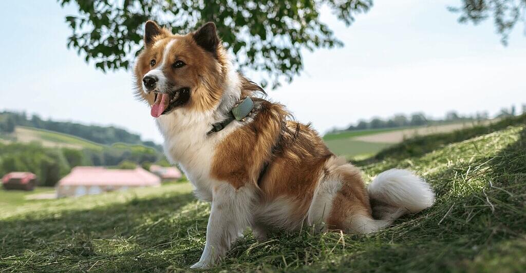 Tractive-Runtastic-Co-Die-gr-ten-Verk-ufe-der-heimischen-Gr-nderszene