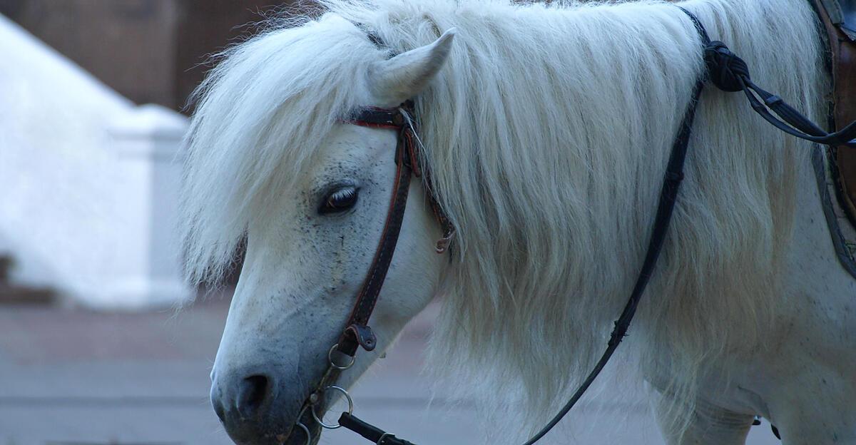 Pony-trat-M-dchen-in-Reitstall-im-Bezirk-Linz-Land-ins-Gesicht