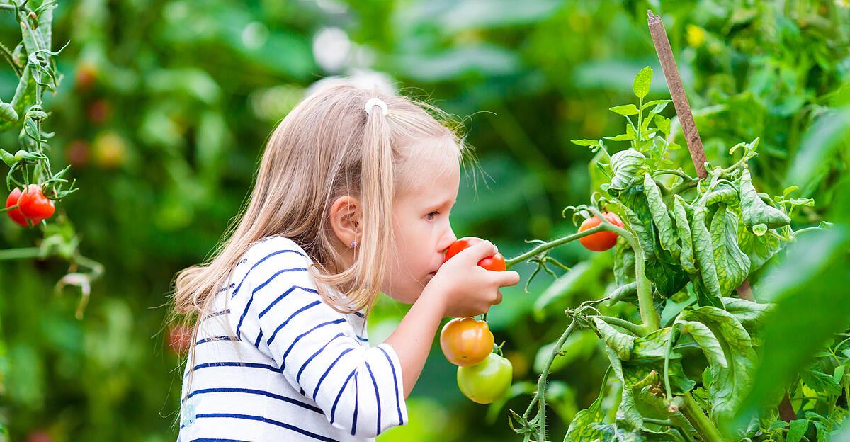 Gourmandises « paradisiaques » : les tomates sont désormais en haute saison