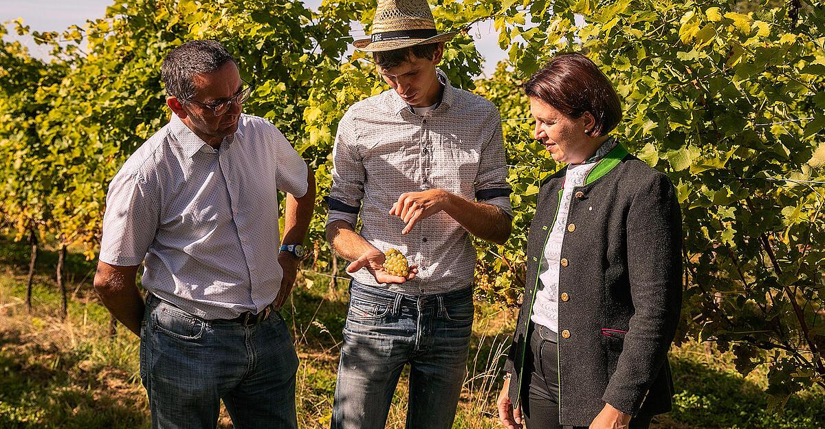 Wein-Wissen-Der-Erfolg-vom-Landeswein