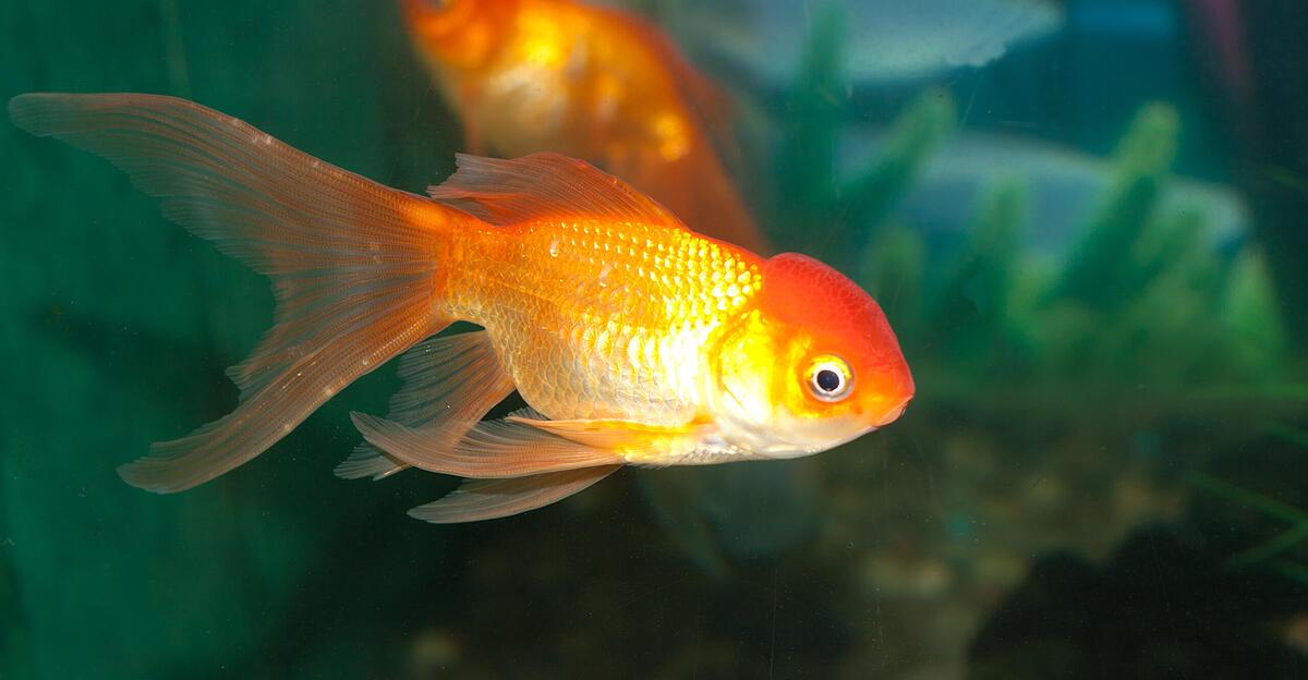 -berraschende-Entdeckung-nach-Drohung-am-Steyrer-Gericht-Frau-hielt-Fische-in-Badewanne