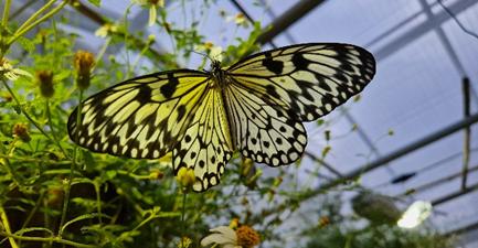 Schmetterlinge-als-Besuchermagnete-im-Botanischen-Garten