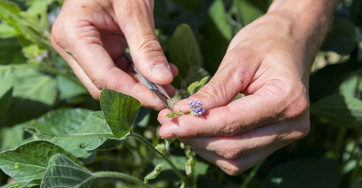 soja-sterreich-drittgr-ter-produzent-in-der-eu