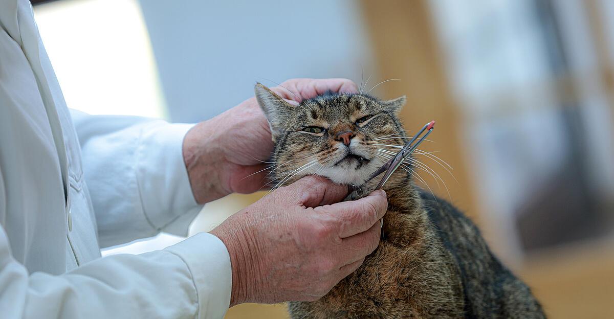 Katze-hatte-in-den-USA-26-Haargummis-im-Magen