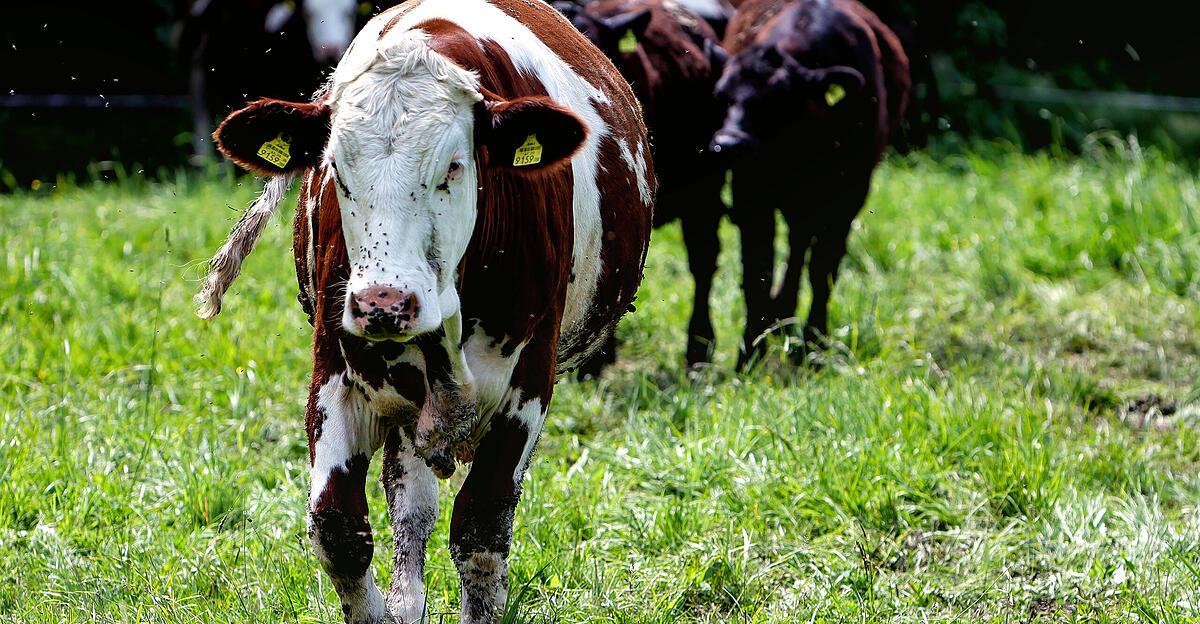 Agrarbudget-2026-Keine-K-rzungen-bei-F-rdermittel-f-r-Bauern