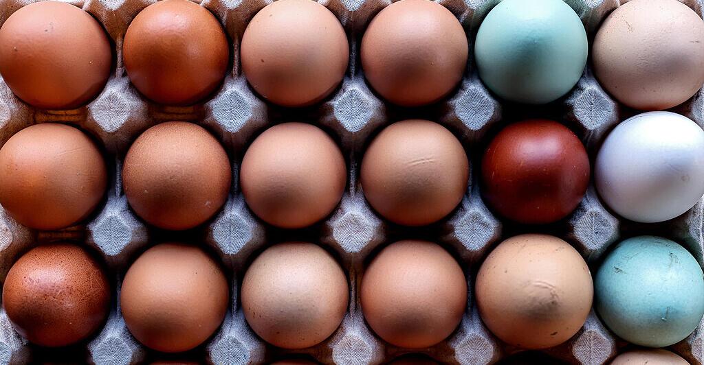 Gefl-gelwirtschaft-ber-deutsche-Eier-bei-Lebensmittelh-ndler-Spar-emp-rt