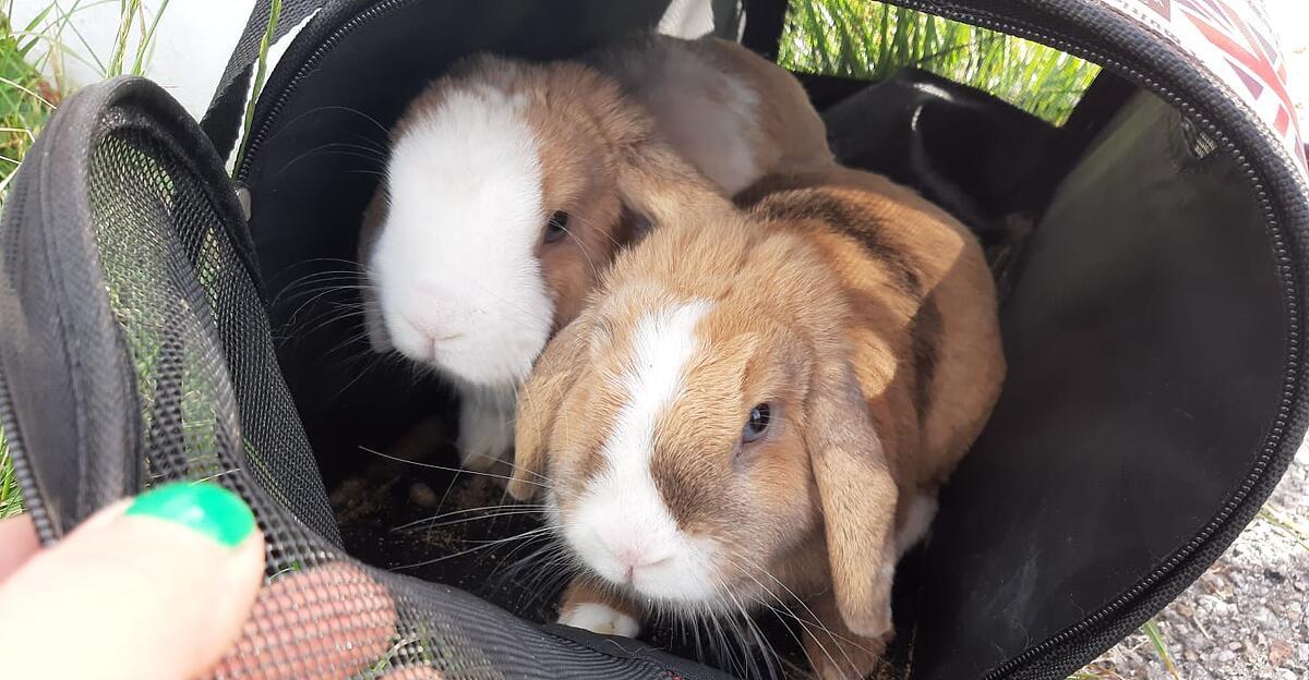 Enfermés dans un sac : Deux lapins garés devant un refuge pour animaux