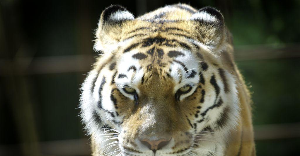 Tiger-t-tete-Pfleger-im-Biblischen-Zoo-von-Jerusalem