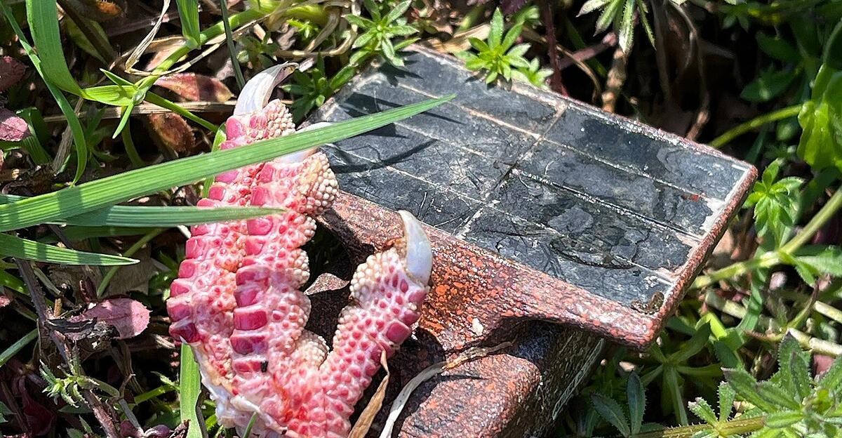 GPS-Sender gefunden: Rätsel um Verschwinden von Rotmilan | Nachrichten.at