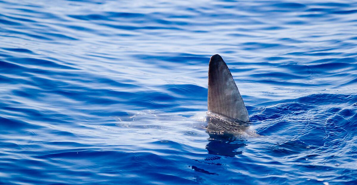 riesenhai-vor-kroatiens-k-ste-gesichtet