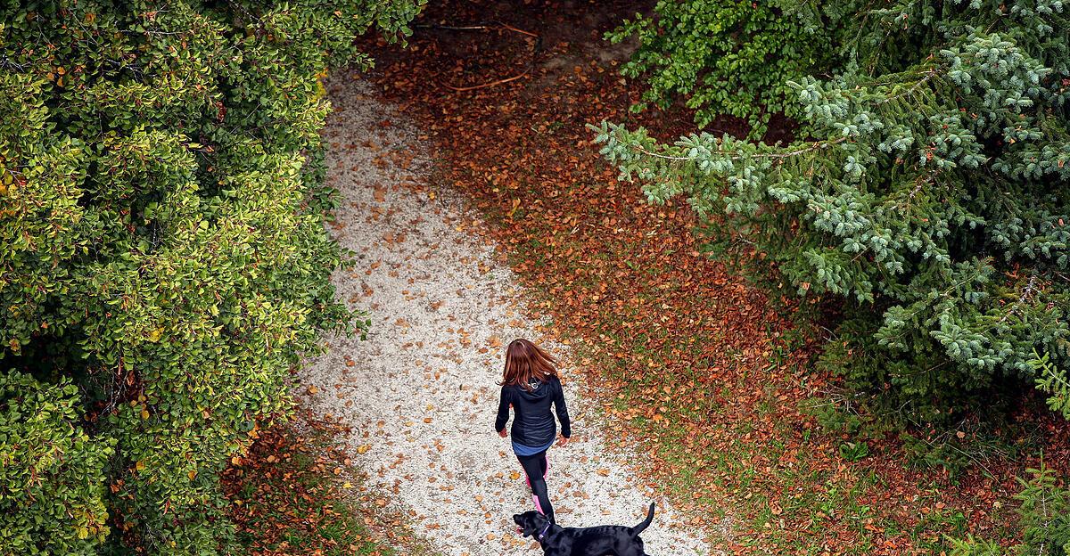 Leine, Maulkorb oder gar beides? Wo ein Hund in der Stadt frei laufen darf | Nachrichten.at