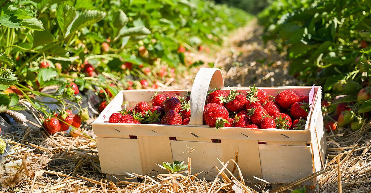 Erdbeersaison-Trotz-Trockenheit-ein-guter-Start-