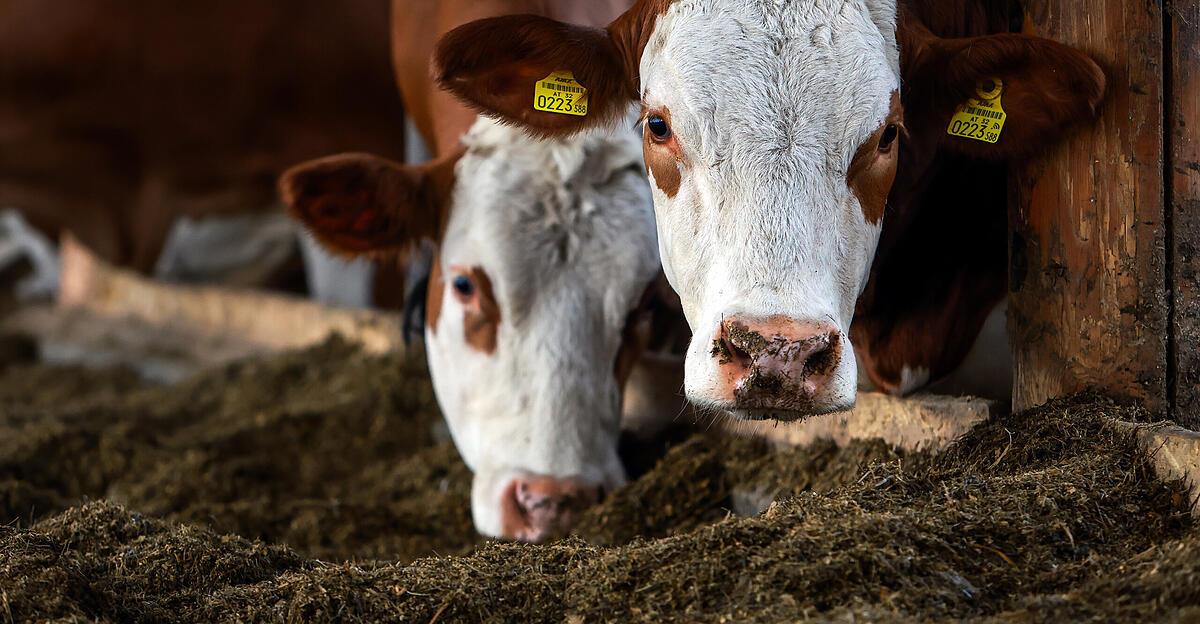 Berglandmilch-erh-ht-den-Milchpreis