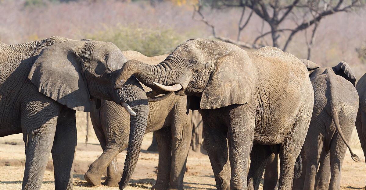 Elefantenkuh-t-tete-zwei-Touristinnen-67-68-in-Nationalpark-in-Sambia