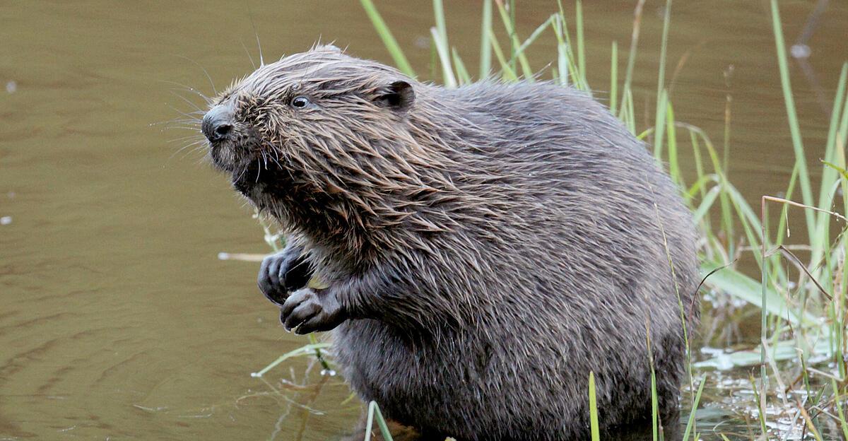 Erschossener-Biber-in-Gr-nau-im-Almtal-angeschwemmt