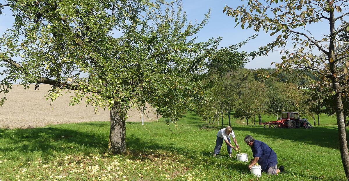 « La culture des vergers est bien plus qu’une simple toile de fond »