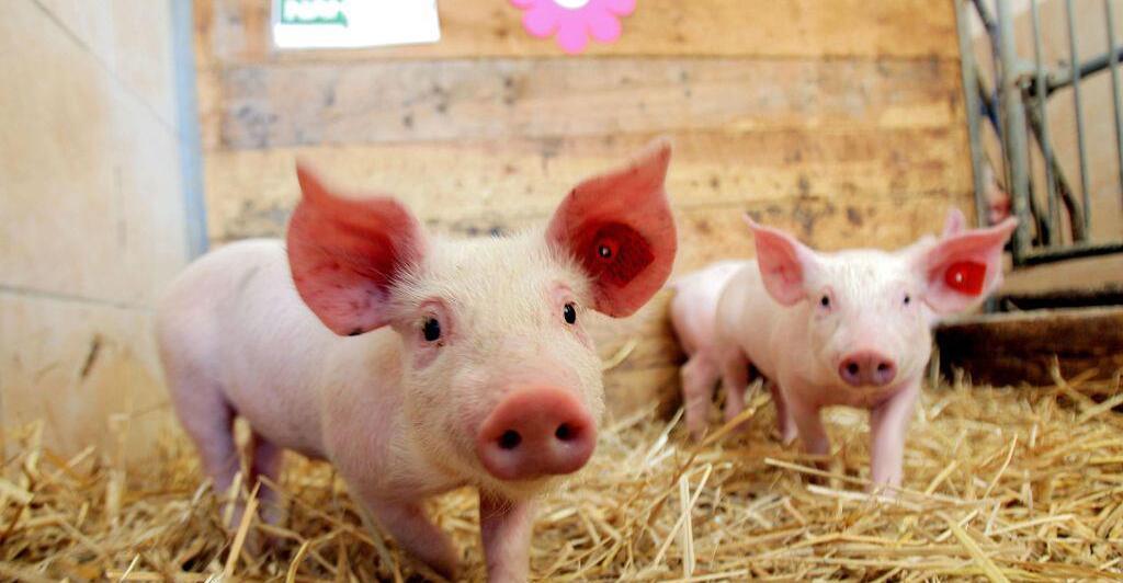 Schweinefleisch-Trendwende-in-sterreichs-Superm-rkten