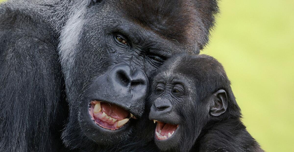 Innige Beziehung im Zoo Schmiding: Silberrücken Awembe und S