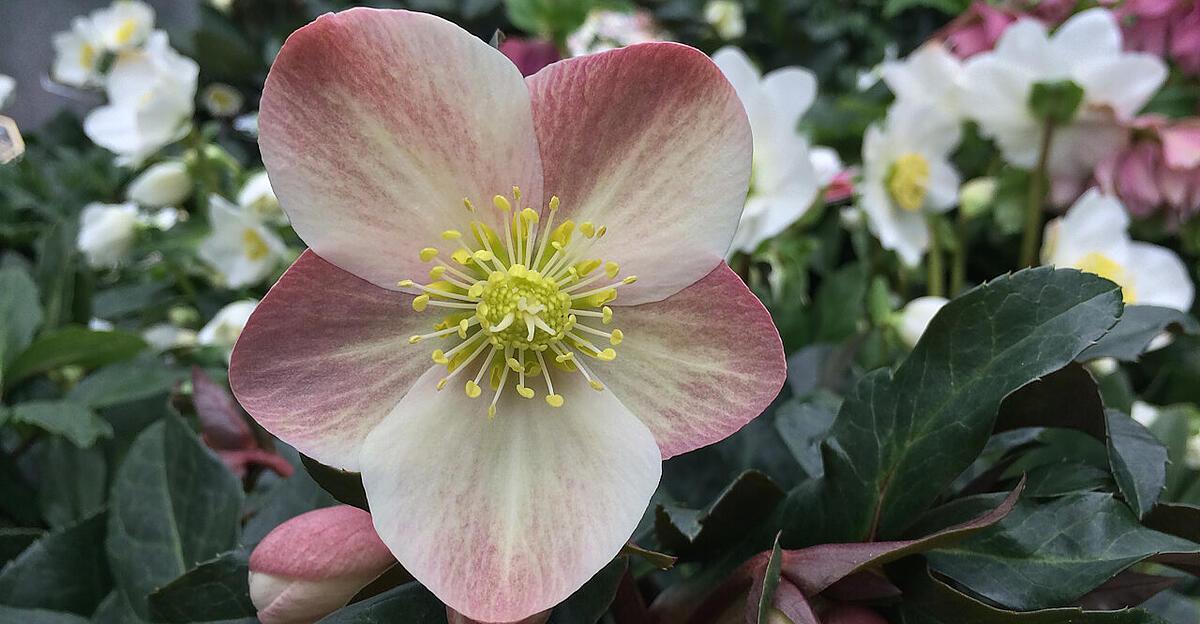 biog-rtner-karl-ploberger-beantwortet-f-nf-fragen-rund-um-christrosen