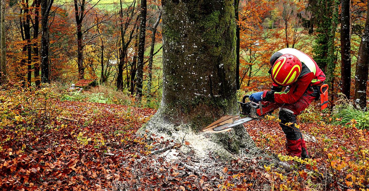 Wie-der-Klimawandel-das-Arbeiten-im-Wald-gef-hrlicher-macht