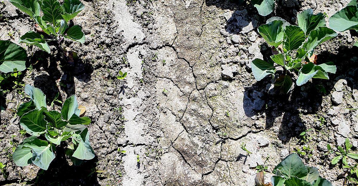 Wetterprognose: Einzelne Schauer sollen die Böden und Felder zumindest befeuchten